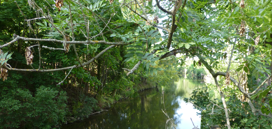 La rivière Sprée près de Bautzen