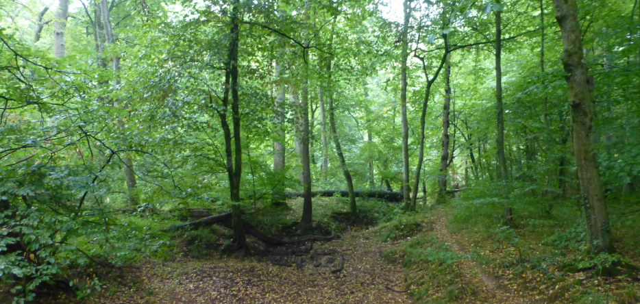 La forêt de Lamboy près de Hanau