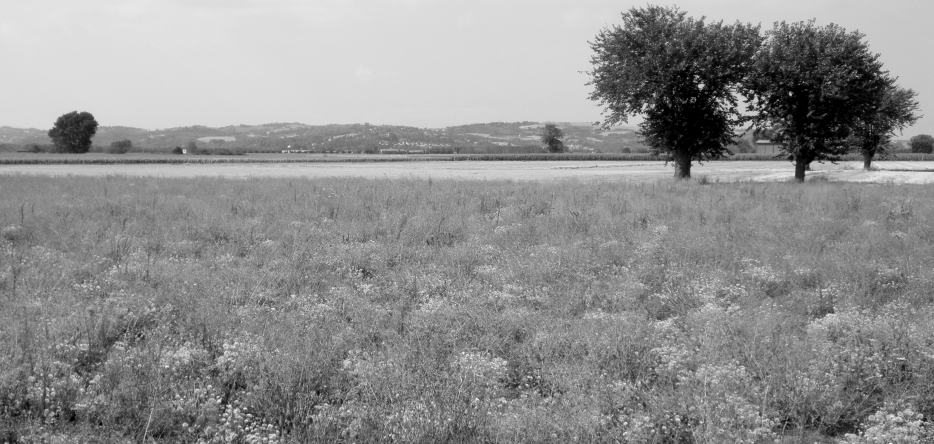 Le champ de bataille à Marengo
