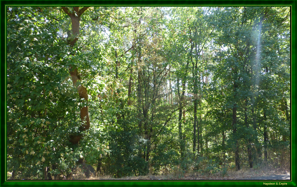 La forêt de Lamboy, vue 1