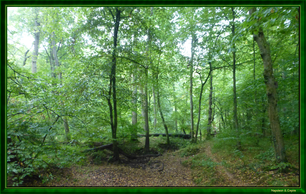 La forêt de Lamboy, vue 2