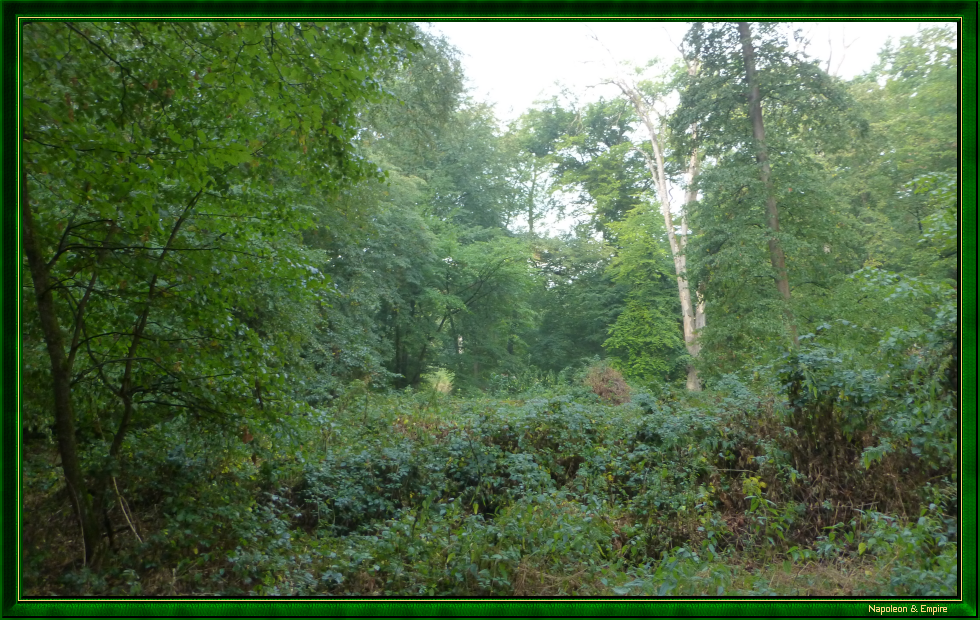 La forêt de Lamboy, vue 3