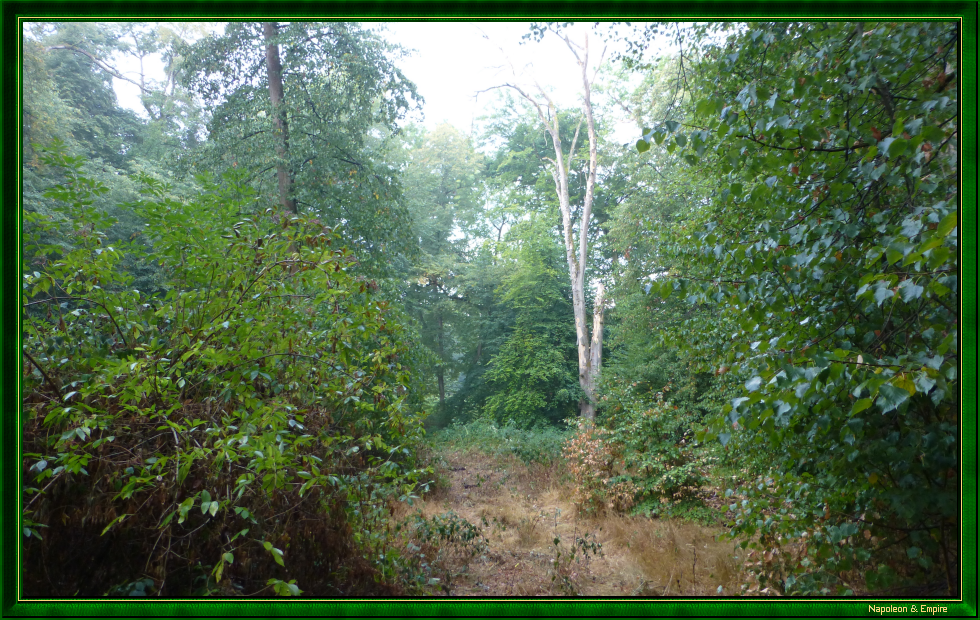 Une clairière dans la forêt de Lamboy