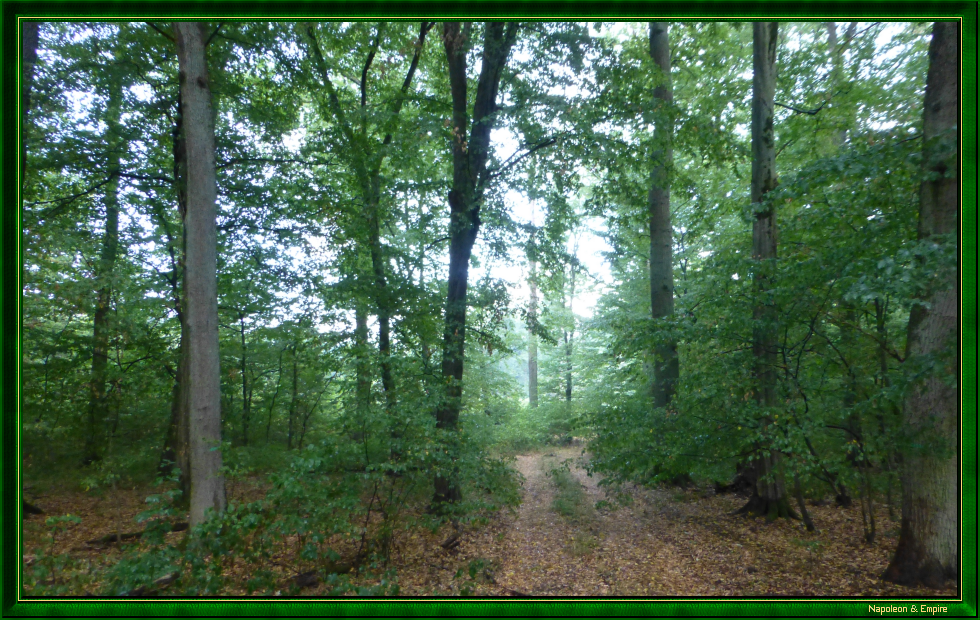 Sentier dans la forêt de Lamboy