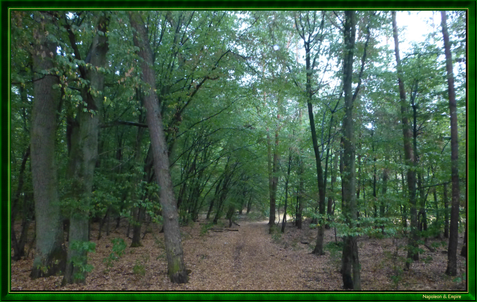 Un sentier dans la forêt de Lamboy