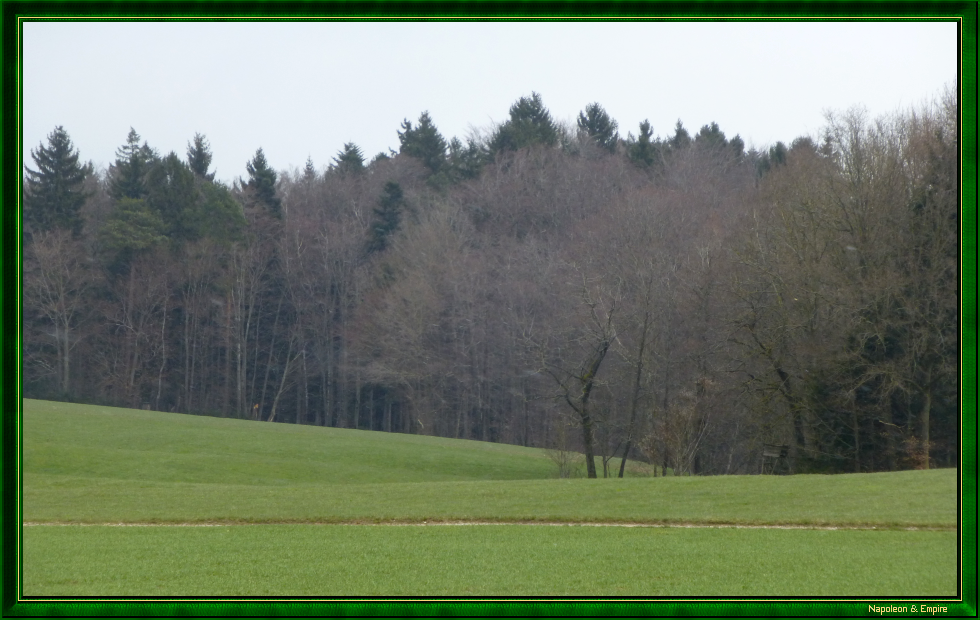 Bois aux environs d'Hohenlinden (vue numéro 1)