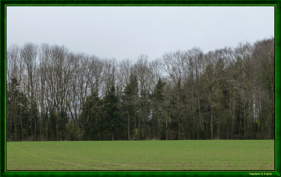 Bois aux environs d'Hohenlinden (vue numéro 2)