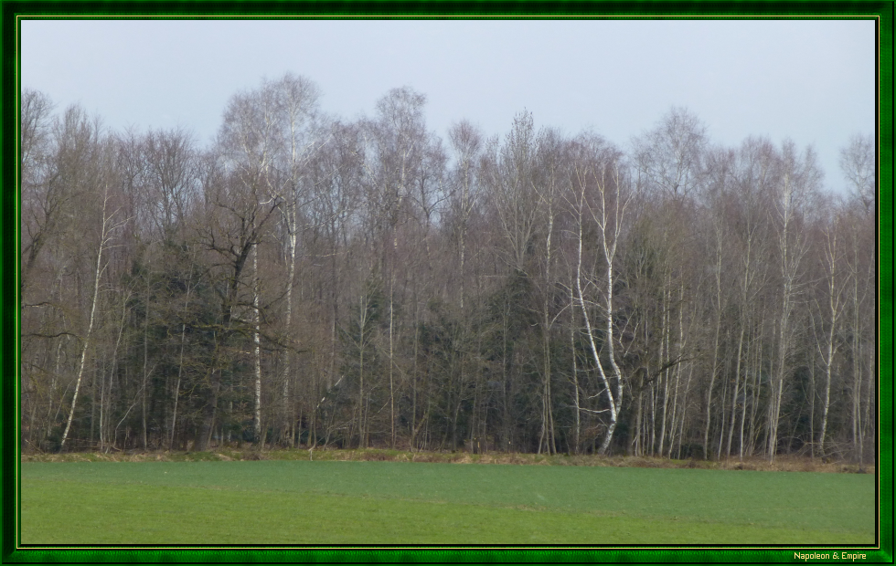Bois aux environs d'Hohenlinden (vue numéro 4)