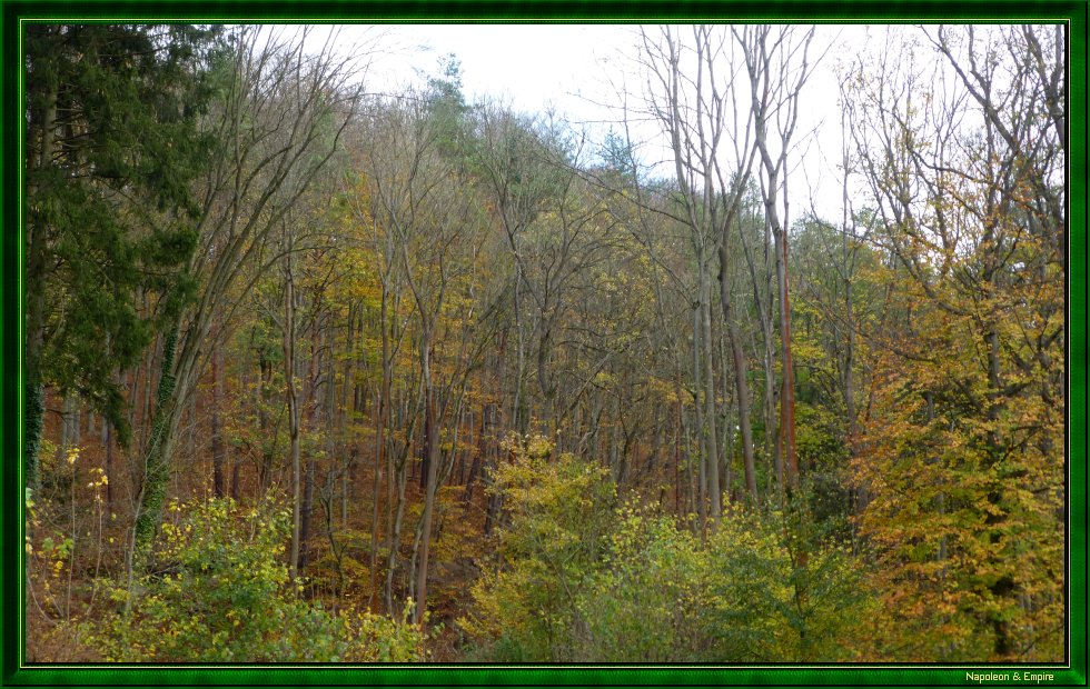 La forêt d'Isserstedt, vue 2