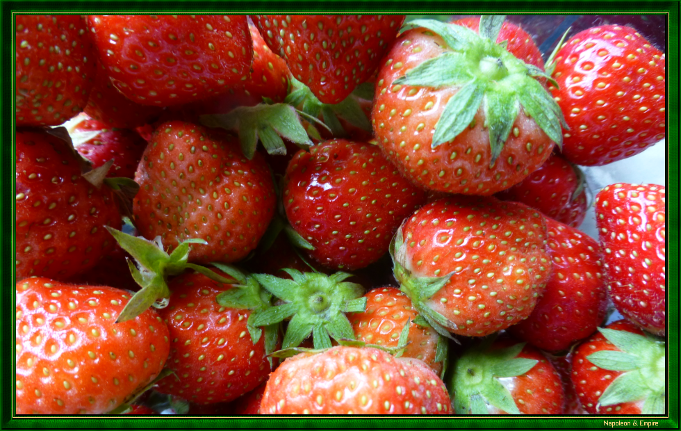 Strawberries from Brabant