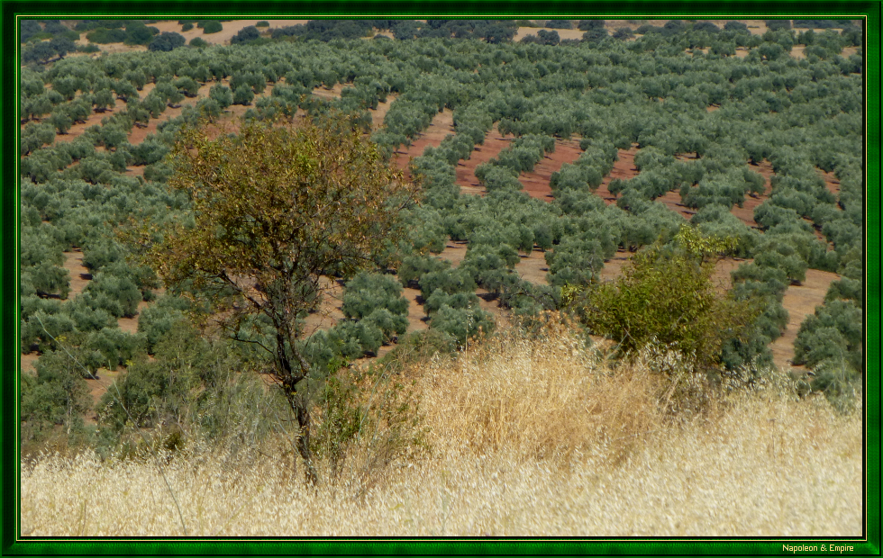 Olive groves near Bailén
