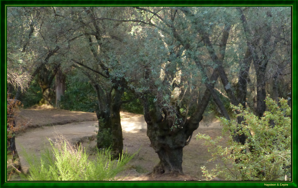 Olive grove of the Milelli in Ajaccio