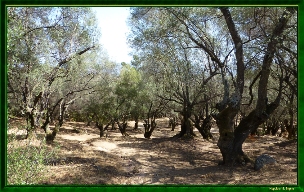 The olive grove of the Milelli in Ajaccio