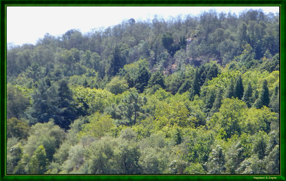 Forêt de Buçaco, vue 2